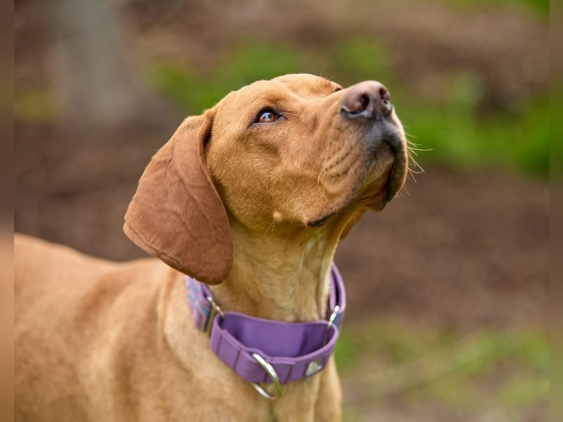 Lord - ungarischer Vizsla - ein außergewöhnlicher Begleiter!