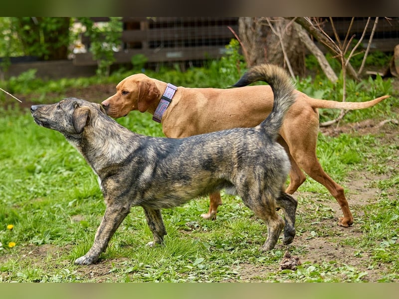 Lord - ungarischer Vizsla - ein außergewöhnlicher Begleiter!