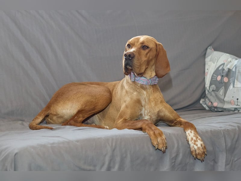 Lord - ungarischer Vizsla - ein außergewöhnlicher Begleiter!