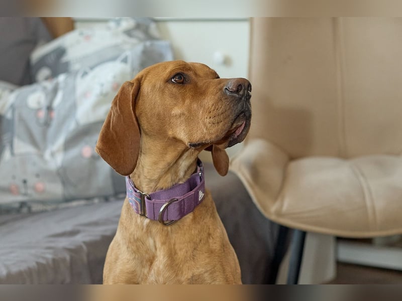 Lord - ungarischer Vizsla - ein außergewöhnlicher Begleiter!