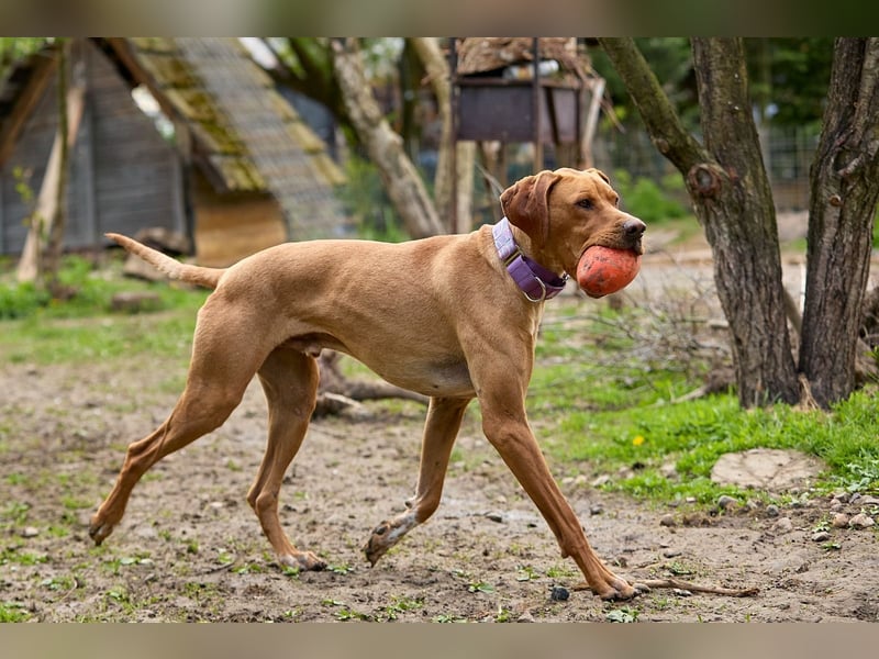 Lord - ungarischer Vizsla - ein außergewöhnlicher Begleiter!