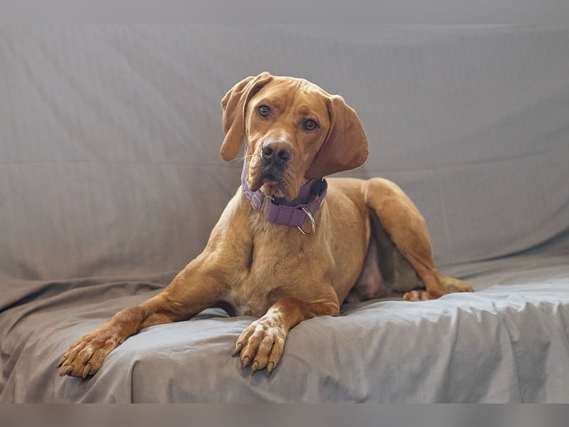 Lord - ungarischer Vizsla - ein außergewöhnlicher Begleiter!