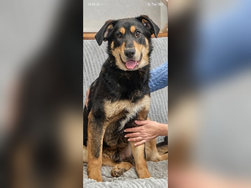 LUCKY sucht ein liebevolles Zuhause 