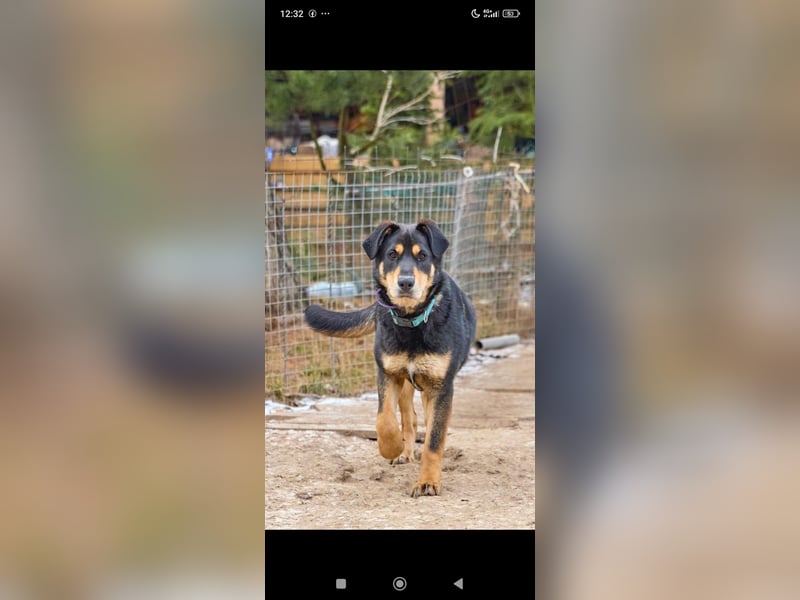 LUCKY sucht ein liebevolles Zuhause 