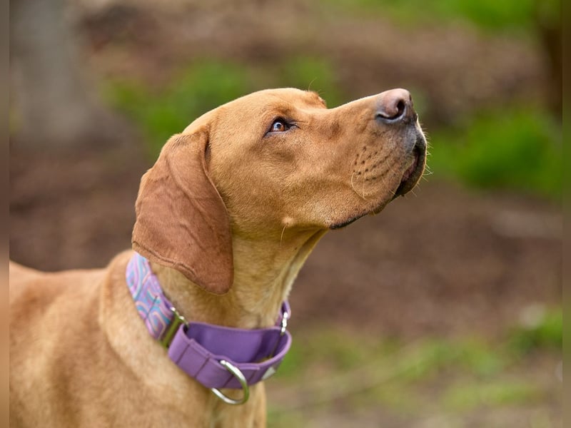 Lord - ungarischer Vizsla - ein außergewöhnlicher Begleiter!