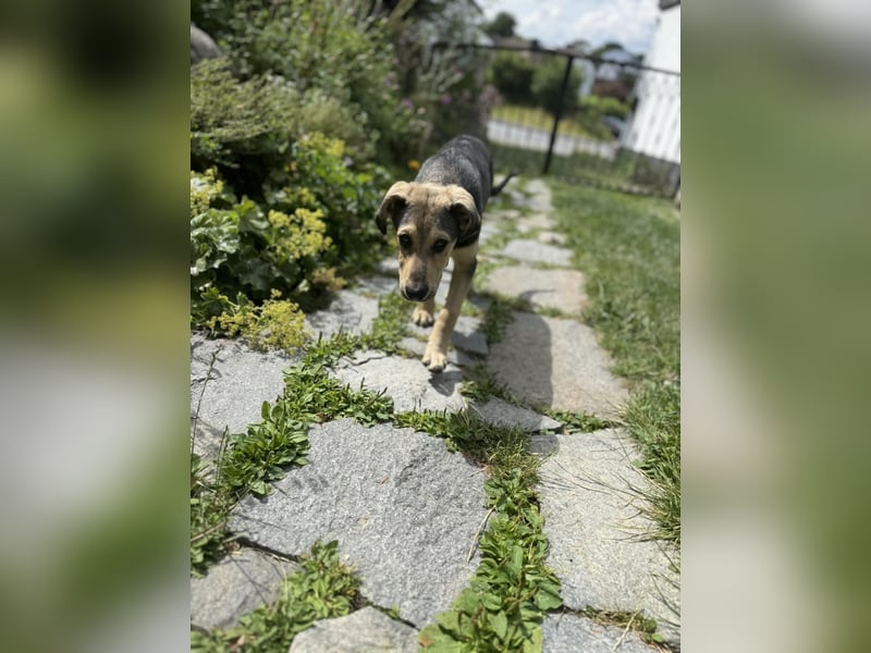 Don, Herzensbrecher sucht sein Zuhause, PS in 94078 Freyung