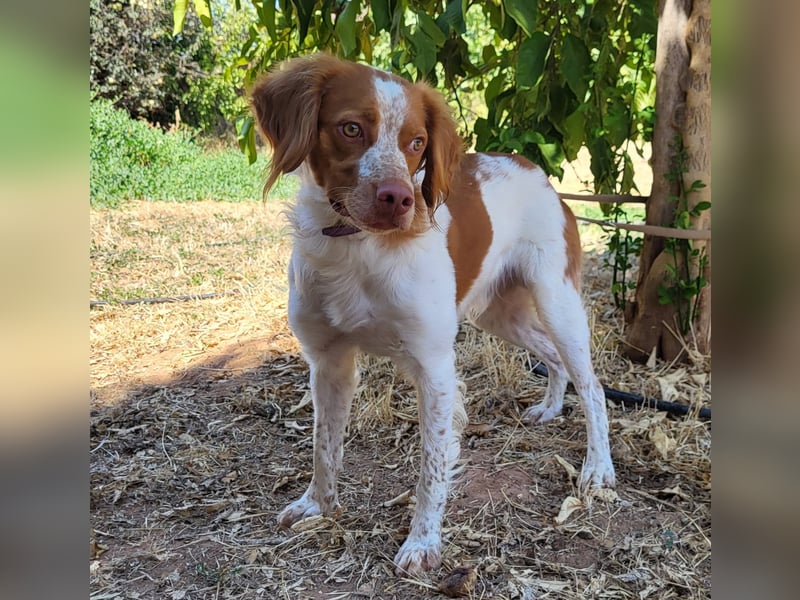 Sky(PA) fröhlicher und energiegeladener junger Hund
