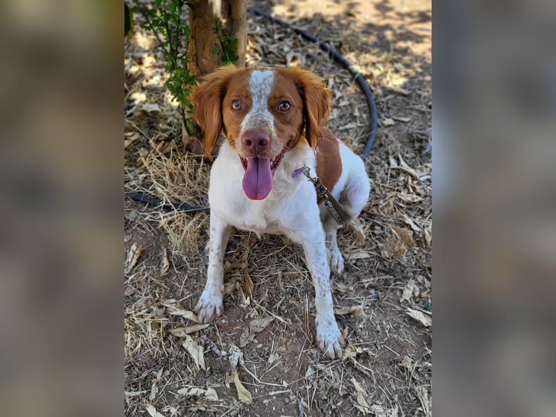 Sky(PA) fröhlicher und energiegeladener junger Hund