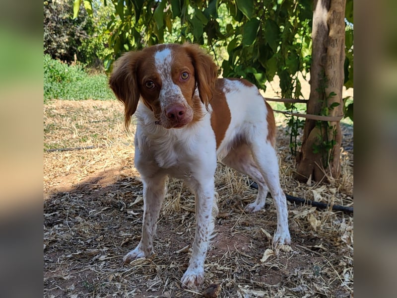 Sky(PA) fröhlicher und energiegeladener junger Hund