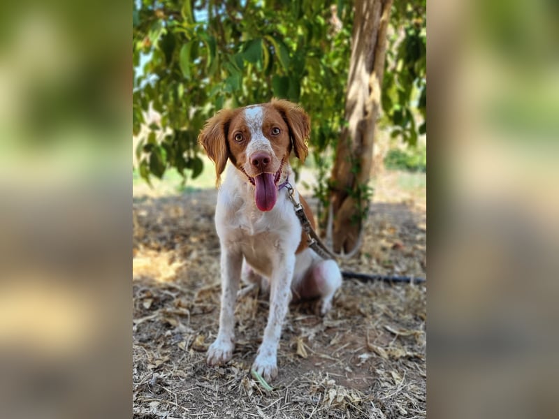 Sky(PA) fröhlicher und energiegeladener junger Hund