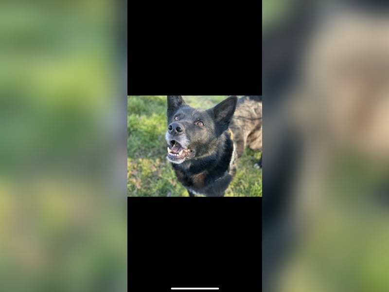 Jerry (3j) sucht ein Zuhause