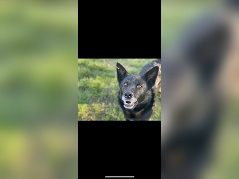 Jerry (3j) sucht ein Zuhause