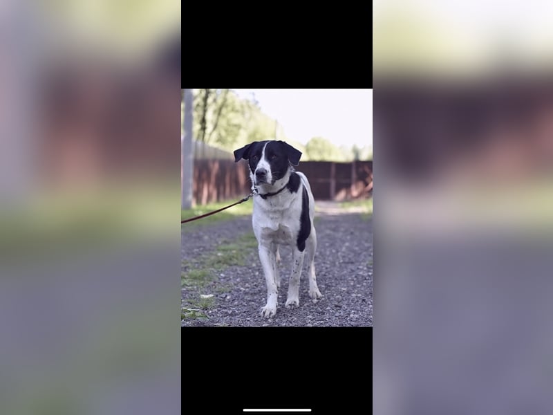 Caron sucht ein Zuhause (3j)