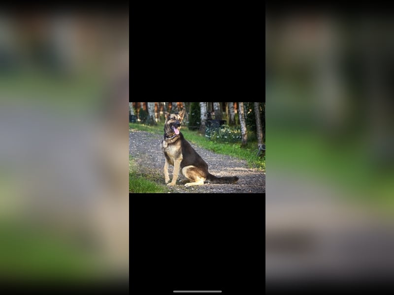 Jerry (4,5j) sucht ein Zuhause
