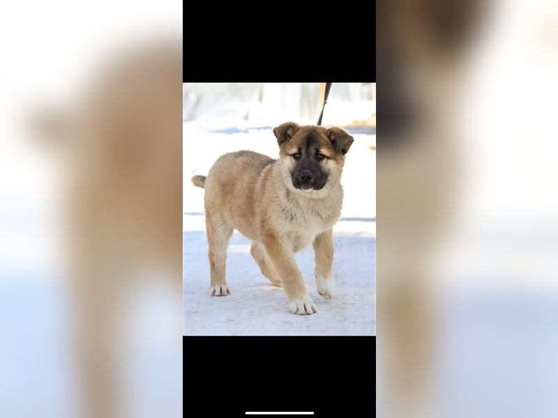 Persik (5m) sucht ein Zuhause