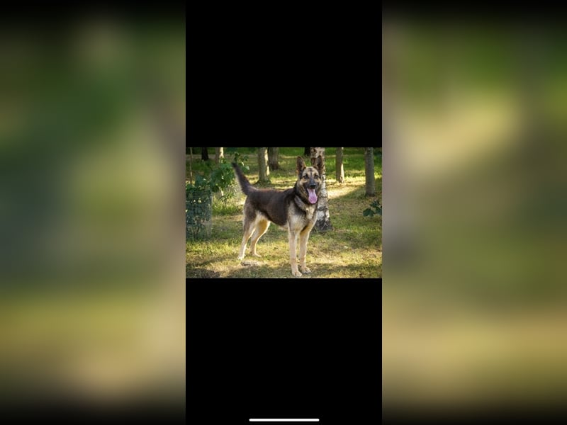 Jerry (4,5j) sucht ein Zuhause