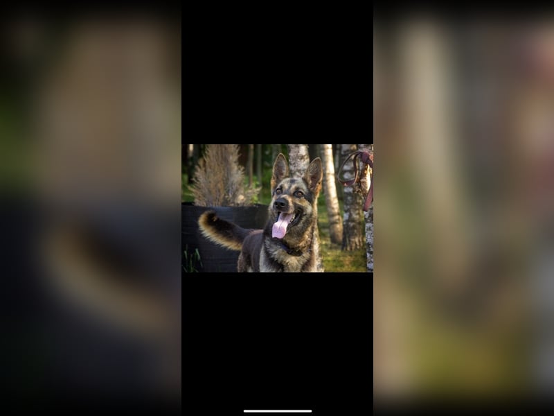 Jerry (4,5j) sucht ein Zuhause