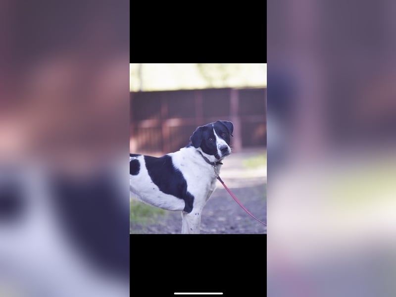 Caron sucht ein Zuhause (3j)