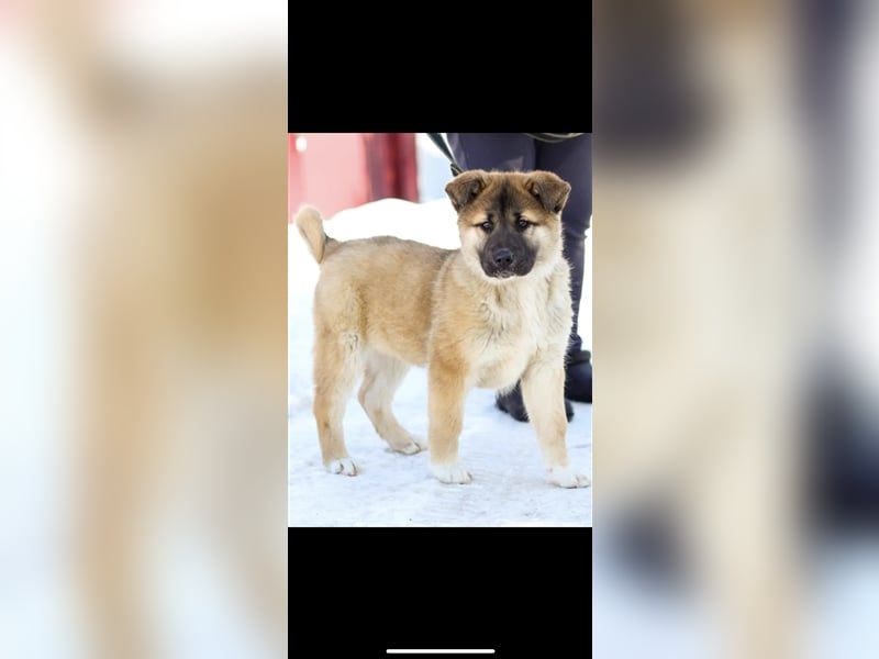 Persik (5m) sucht ein Zuhause