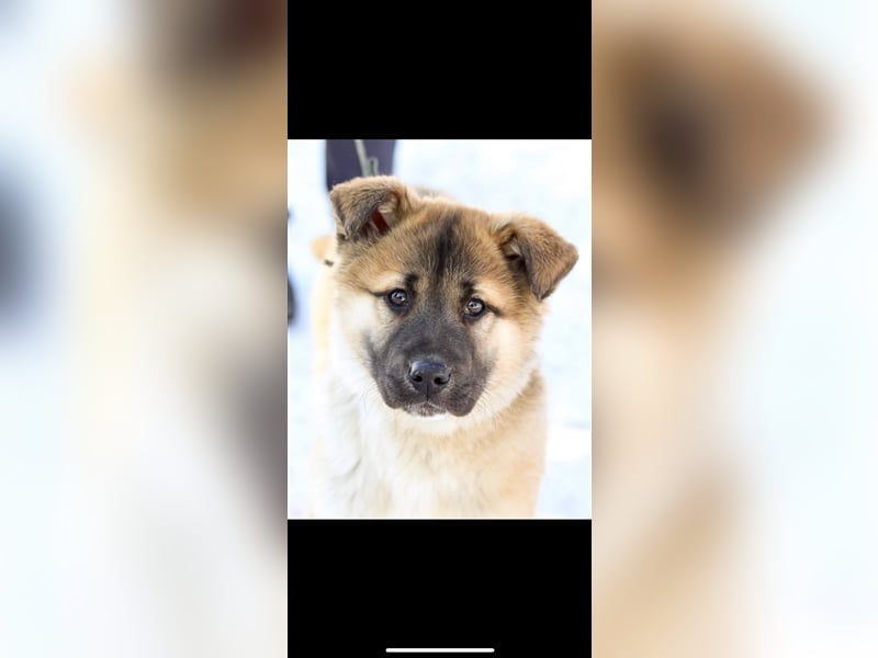 Persik (5m) sucht ein Zuhause