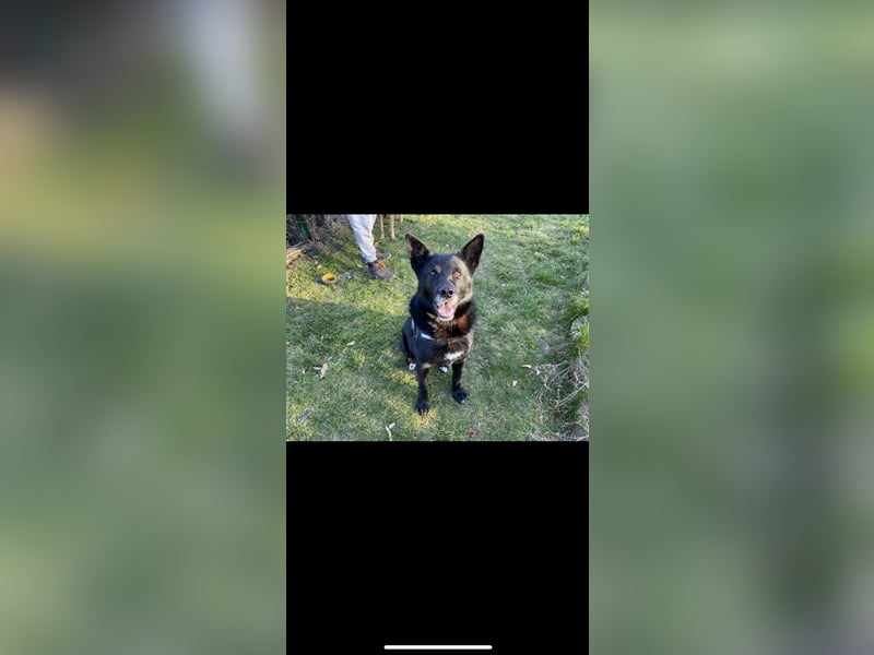 Jerry (3j) sucht ein Zuhause