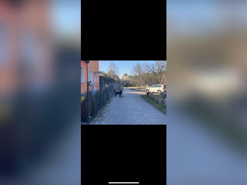 Jerry (3j) sucht ein Zuhause