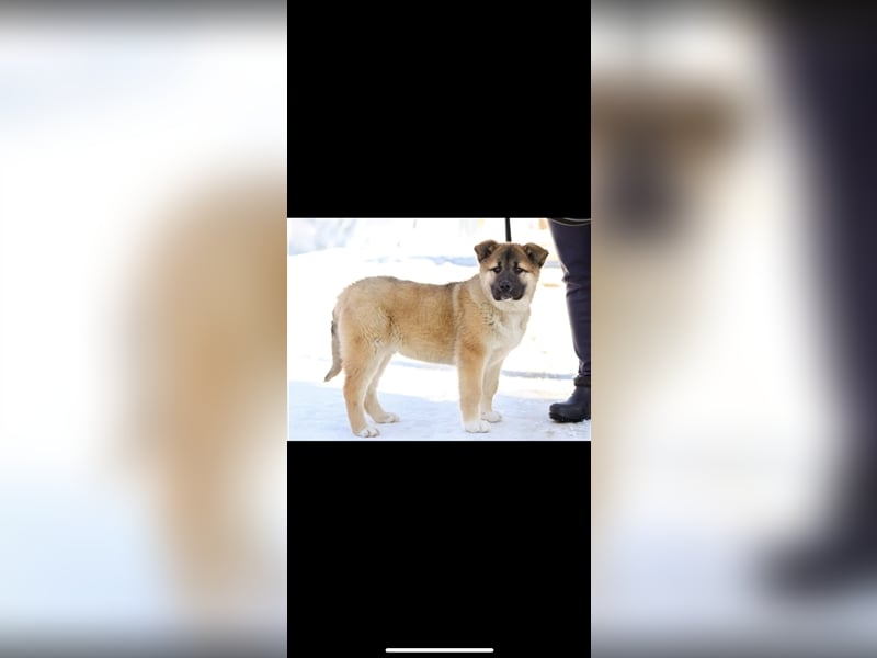 Persik (5m) sucht ein Zuhause