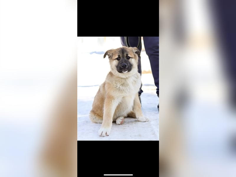 Persik (5m) sucht ein Zuhause