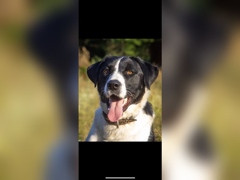 Caron sucht ein Zuhause (3j)