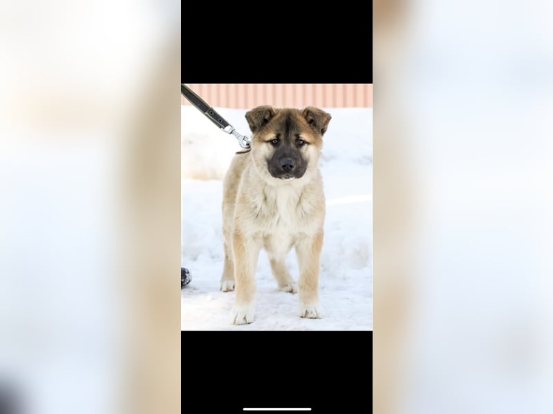 Persik (5m) sucht ein Zuhause