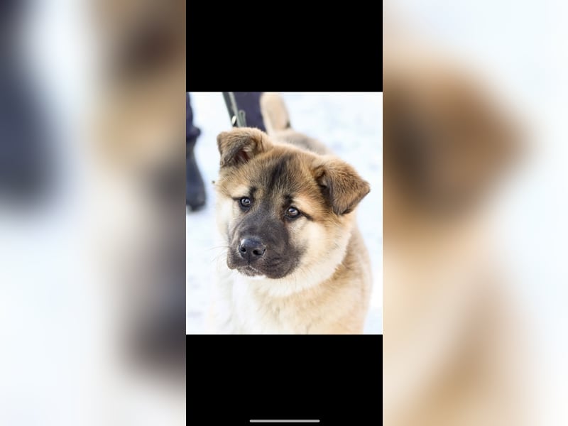 Persik (5m) sucht ein Zuhause