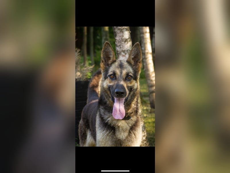 Jerry (4,5j) sucht ein Zuhause