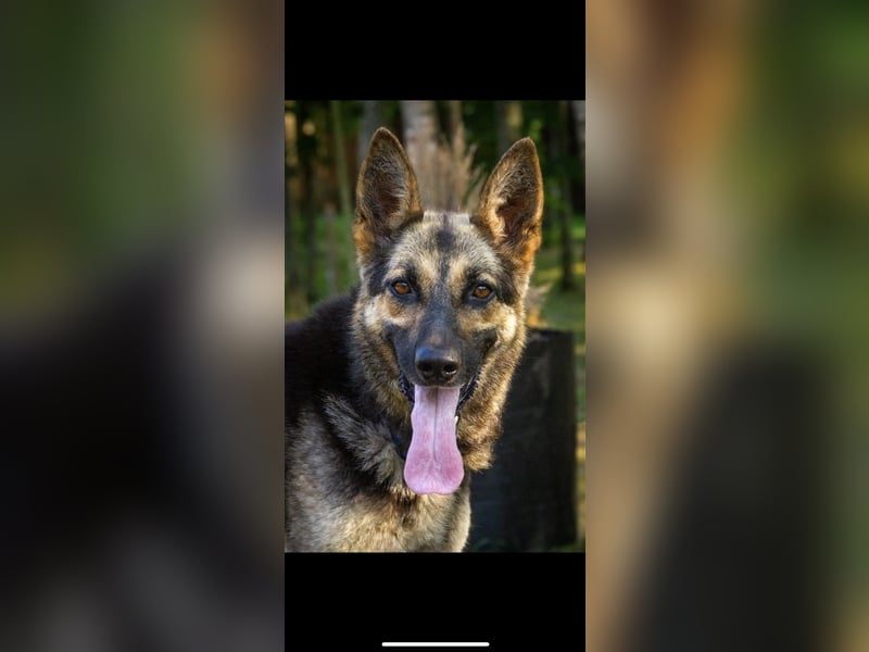 Jerry (4,5j) sucht ein Zuhause