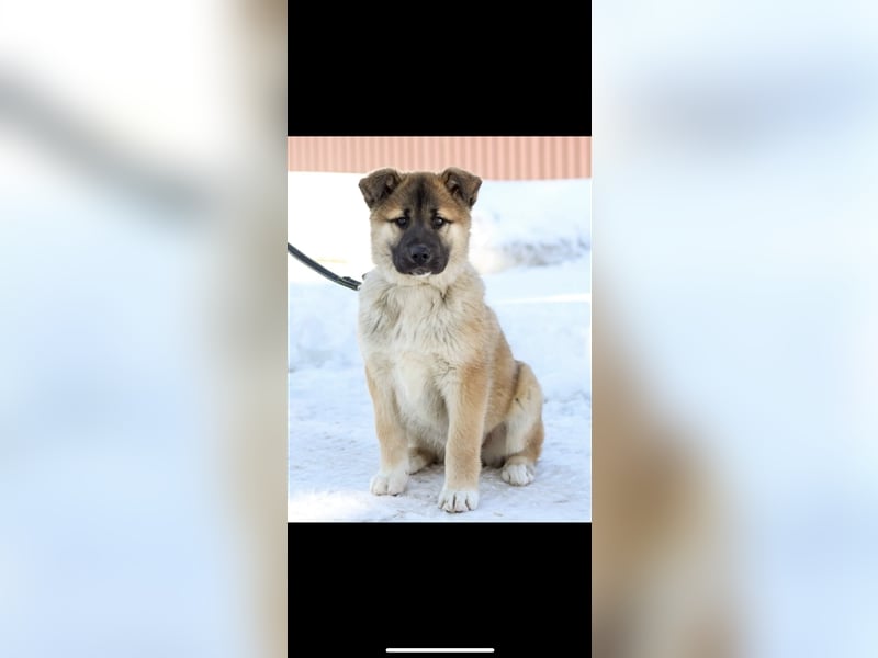 Persik (5m) sucht ein Zuhause