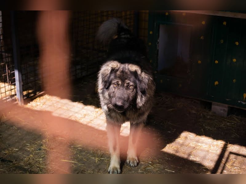 Bear: Hat seine Angst überwunden