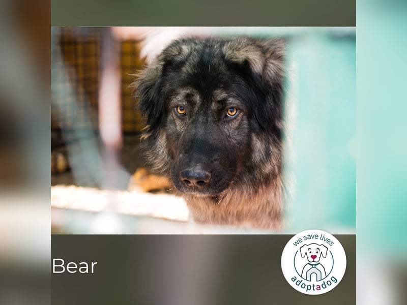 Bear: Hat seine Angst überwunden
