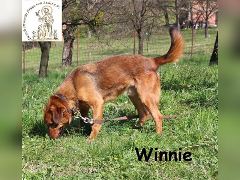Winnie - liebenswerter Clown