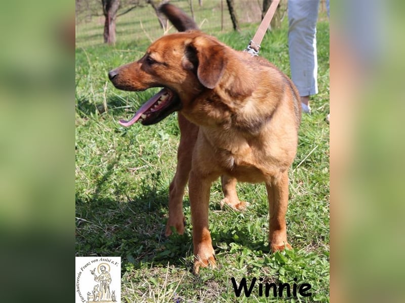 Winnie - liebenswerter Clown