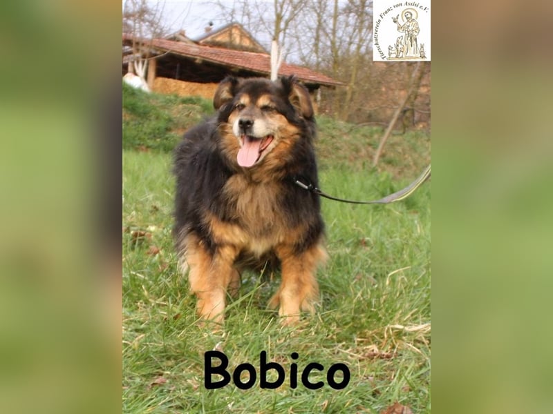 Bobi – der sensible Gefährte