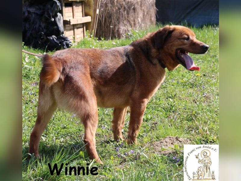 Winnie - liebenswerter Clown