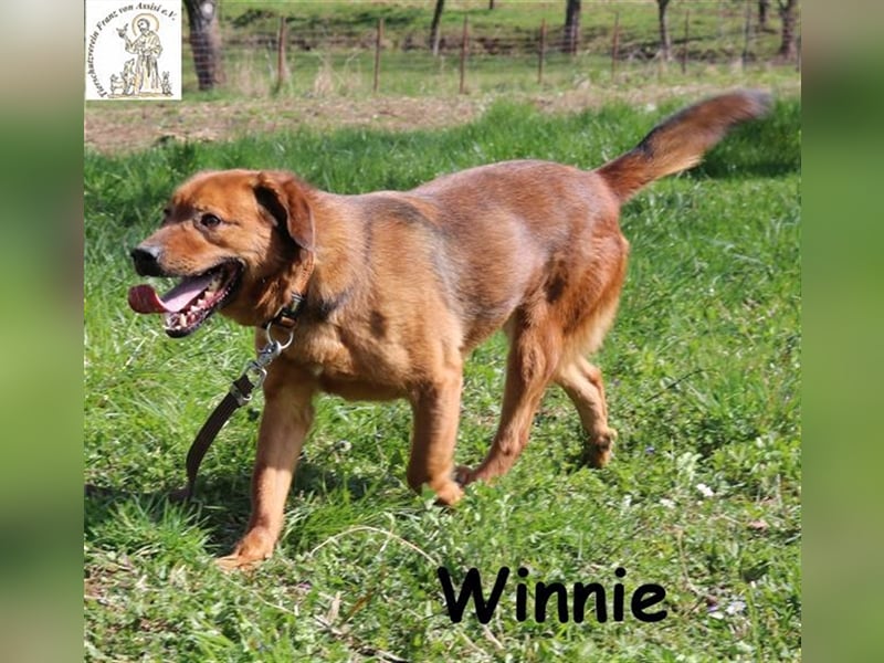Winnie - liebenswerter Clown