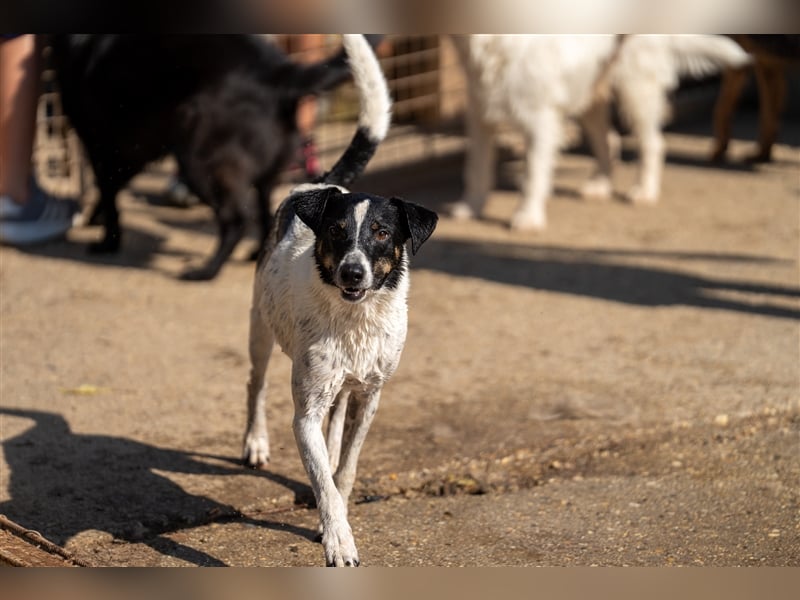 Pötyi , Traumhund lieb und menschenorientiert sucht aktive Familie