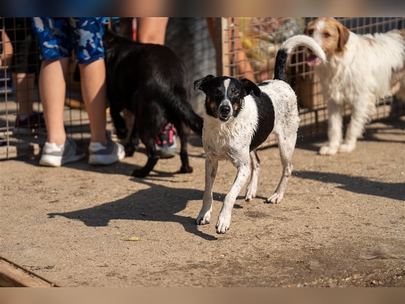 Pötyi , Traumhund lieb und menschenorientiert sucht aktive Familie