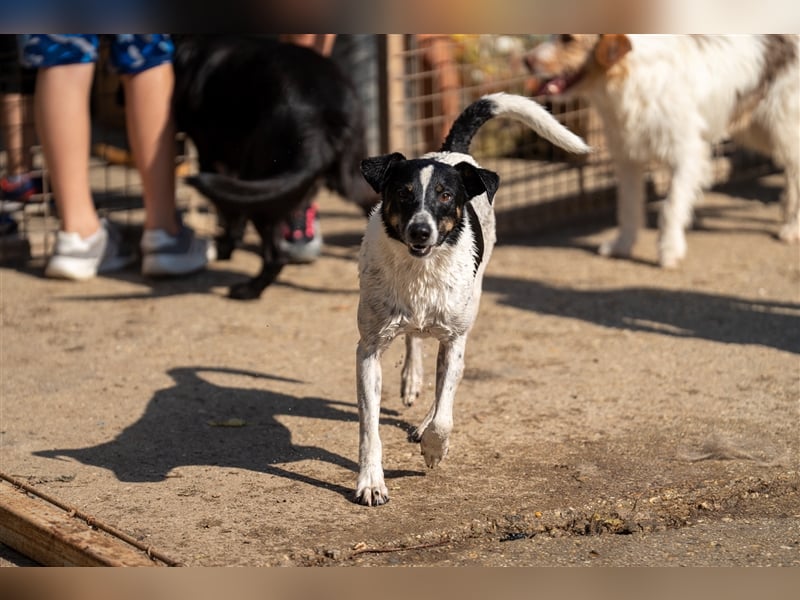 Pötyi , Traumhund lieb und menschenorientiert sucht aktive Familie