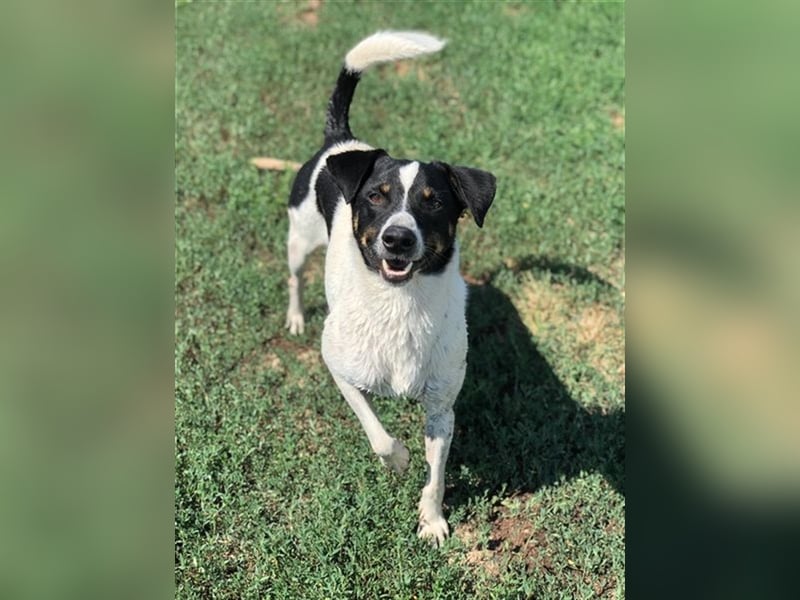 Pötyi , Traumhund lieb und menschenorientiert sucht aktive Familie