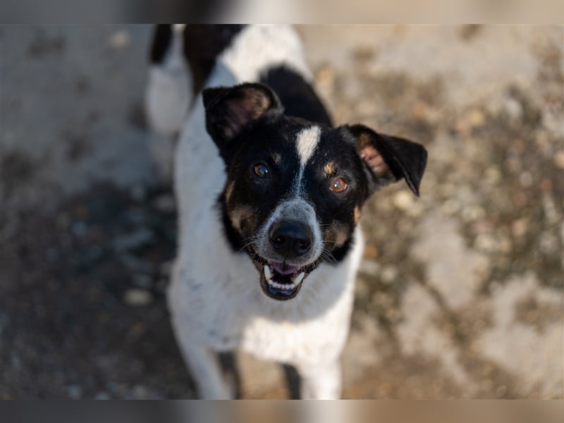 Pötyi , Traumhund lieb und menschenorientiert sucht aktive Familie