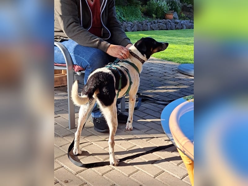 Pötyi , Traumhund lieb und menschenorientiert sucht aktive Familie