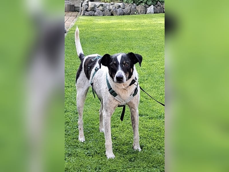 Pötyi , Traumhund lieb und menschenorientiert sucht aktive Familie