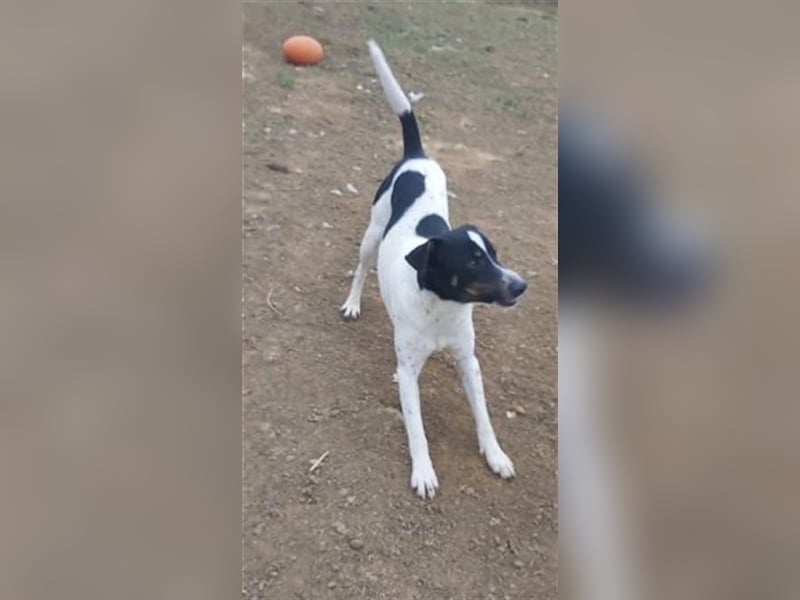 Pötyi , Traumhund lieb und menschenorientiert sucht aktive Familie