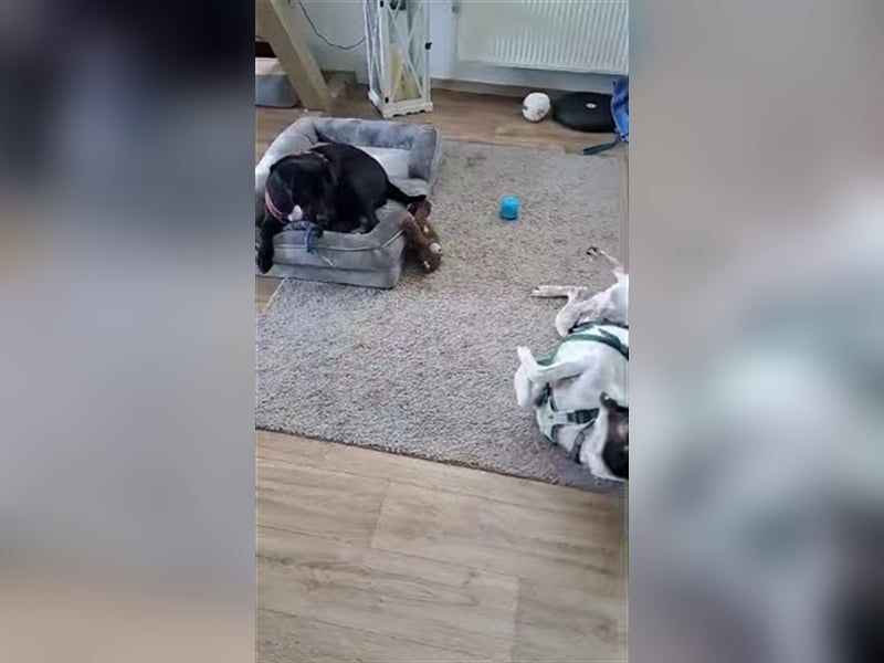 Pötyi , Traumhund lieb und menschenorientiert sucht aktive Familie
